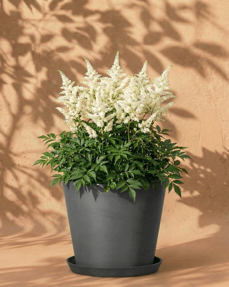 feey-amsterdam-astilbe-gartenpflanzen-wei-3-st-ck image 5