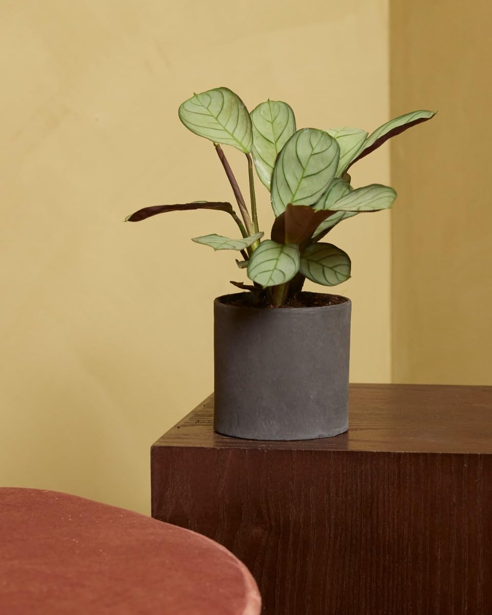 plnts-babyplnts-ctenanthe-amagris-babypflanze-15-cm-tropisch image 5