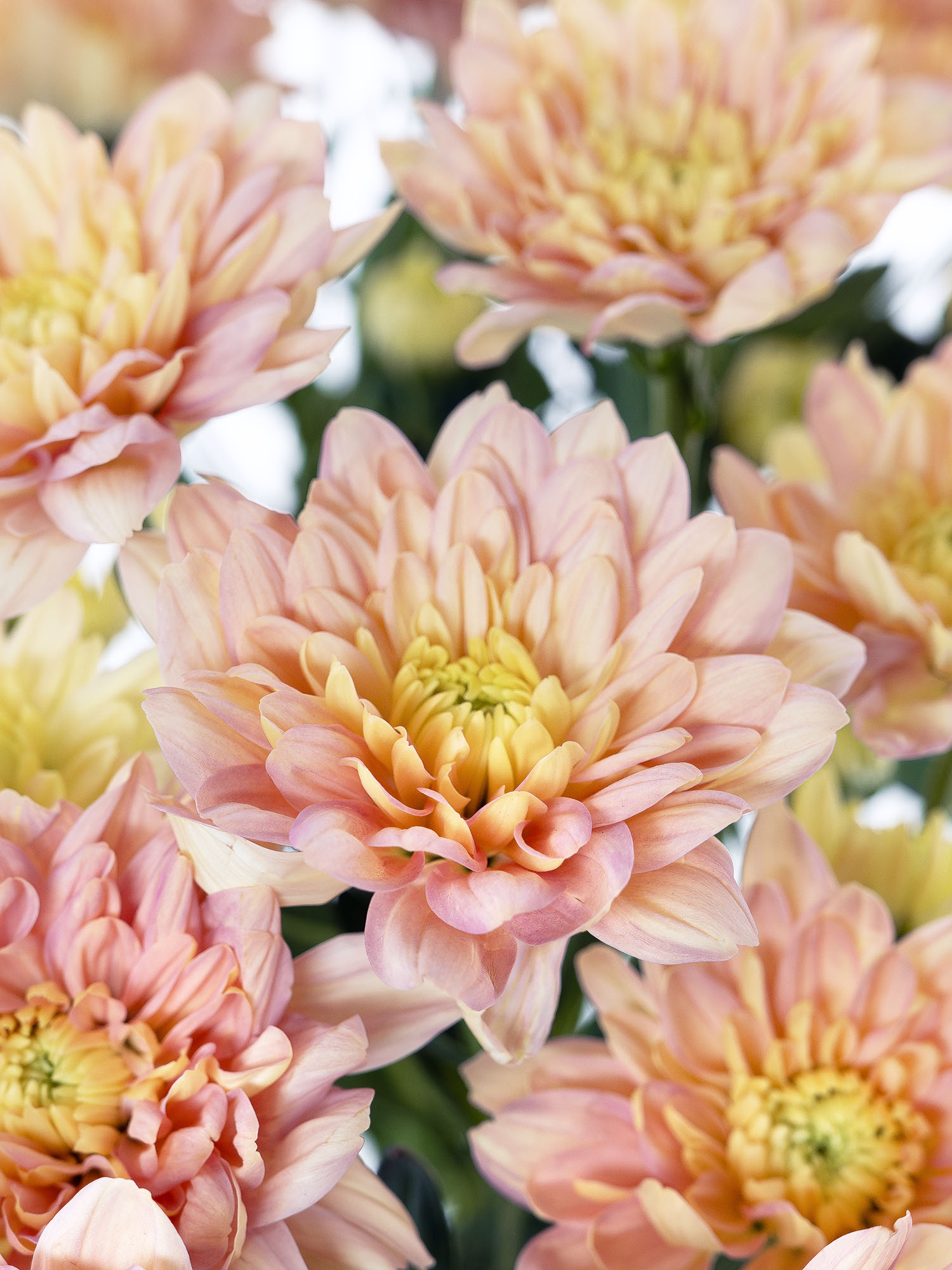 blumigo-chrysanthemen-baltica-salmon-schnittblume-apricot image 1
