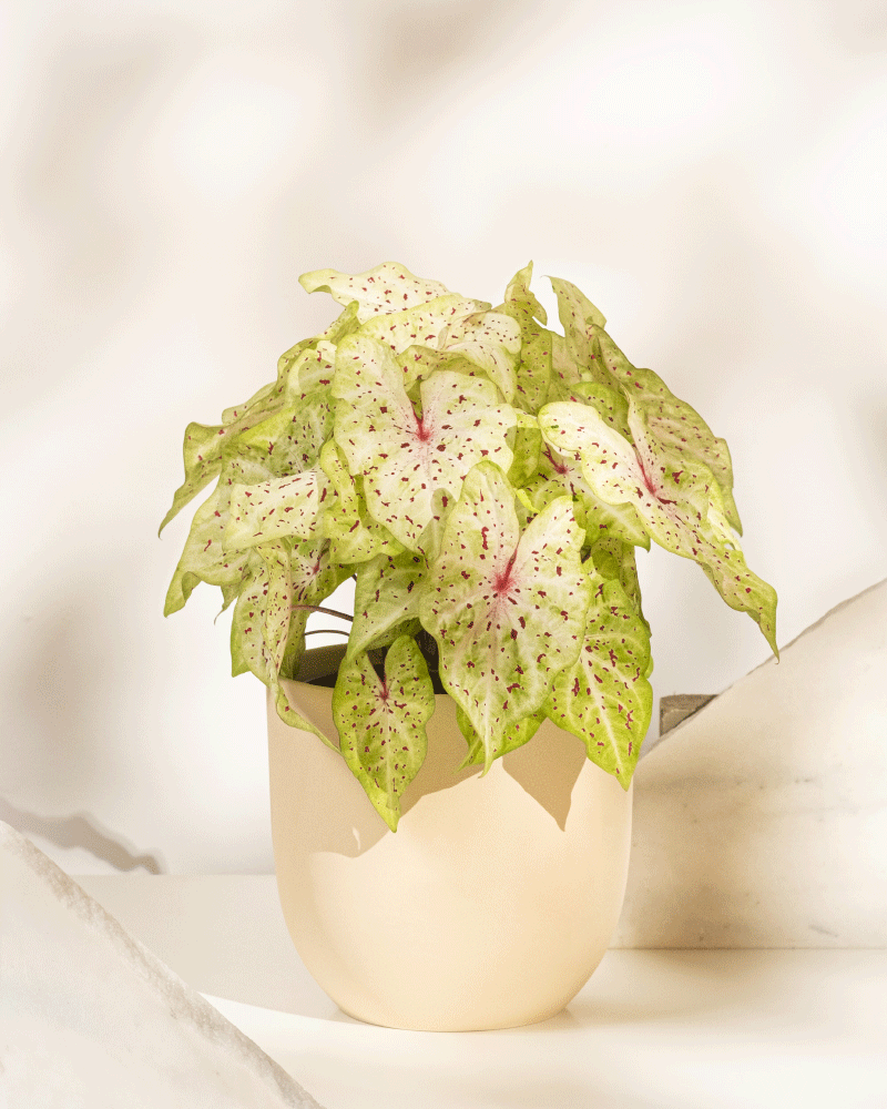 feey-caladium-miss-muffet-zimmerpflanze-ohne-bertopf-bunt image 7