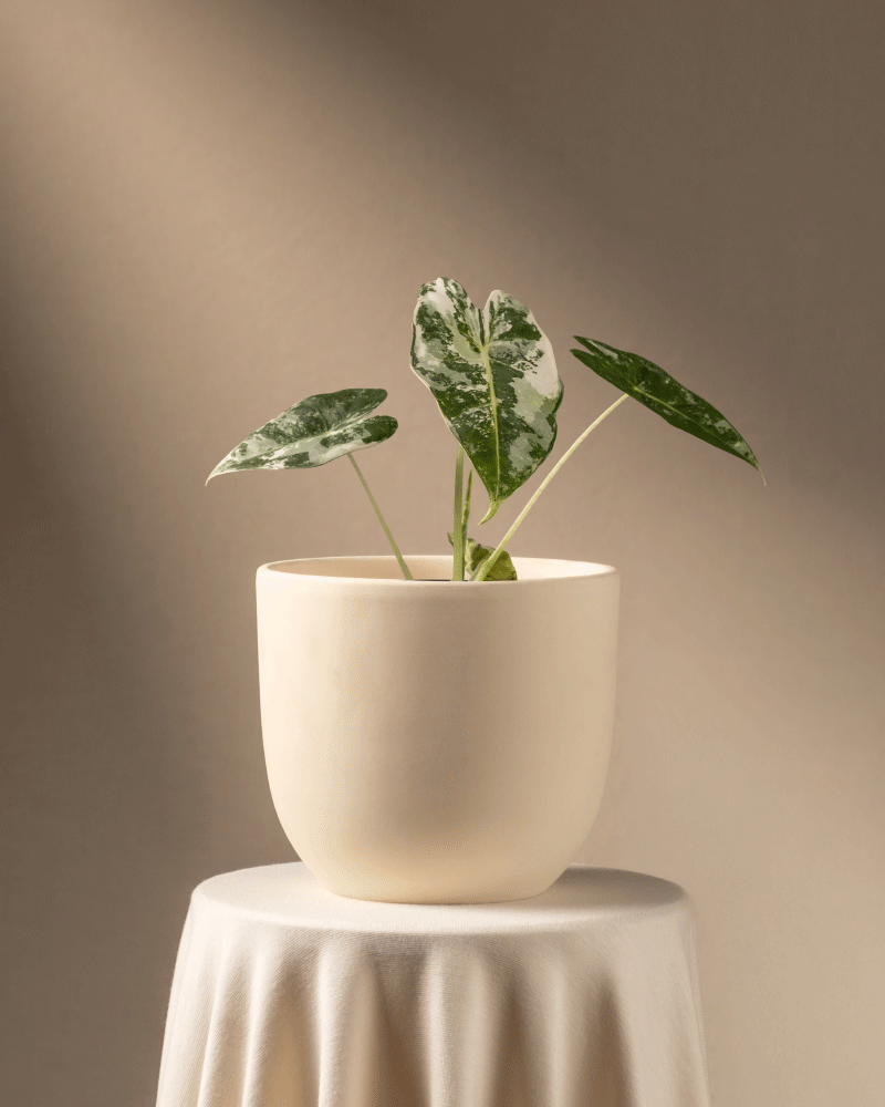 feey-variado-alocasia-frydek-variegata-zimmerpflanze-rarit-t image 6