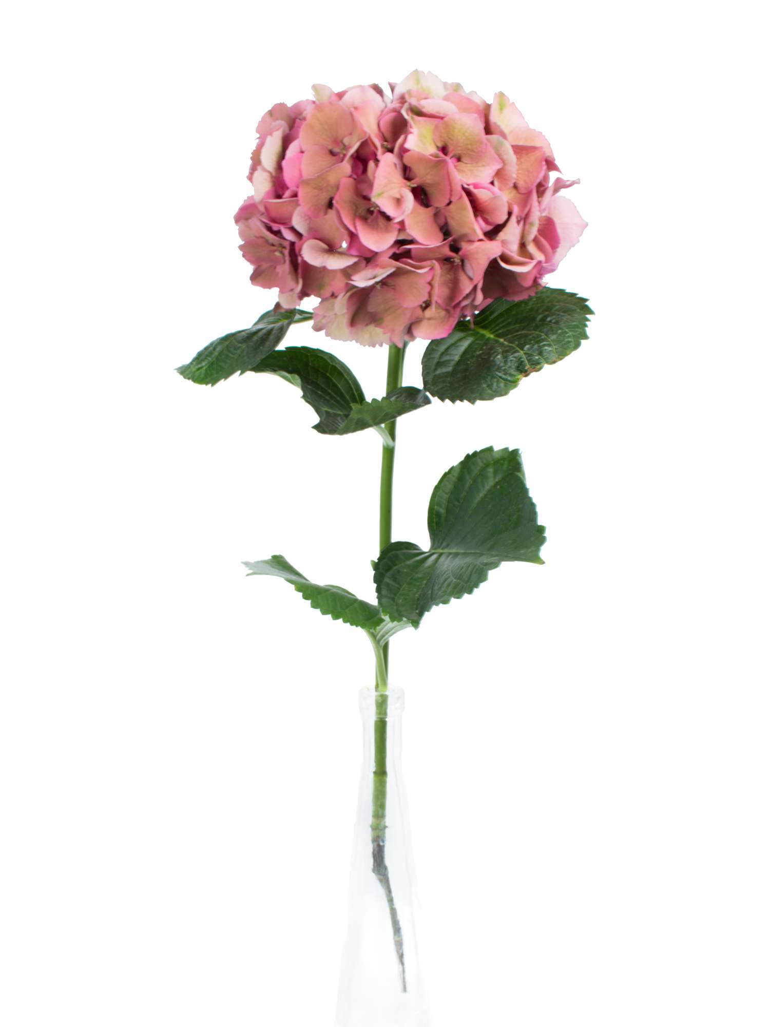 blumigo-hortensien-magical-sibilla-classic-schnittblume-gr-n-alt-ros image 3