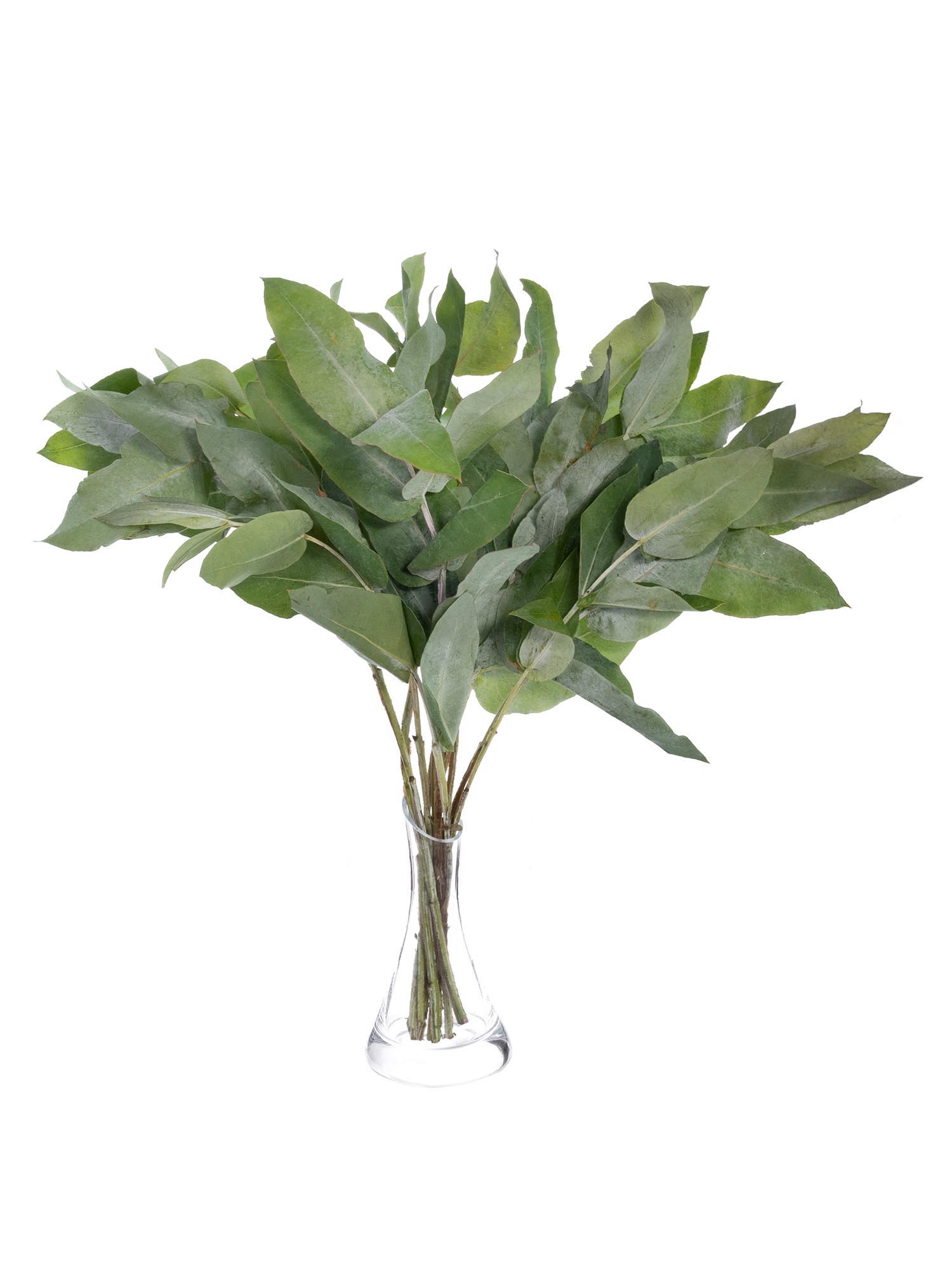 blumigo-robusta-eukalyptus-gr-n-bund-frisch-deko-gr-n image 2