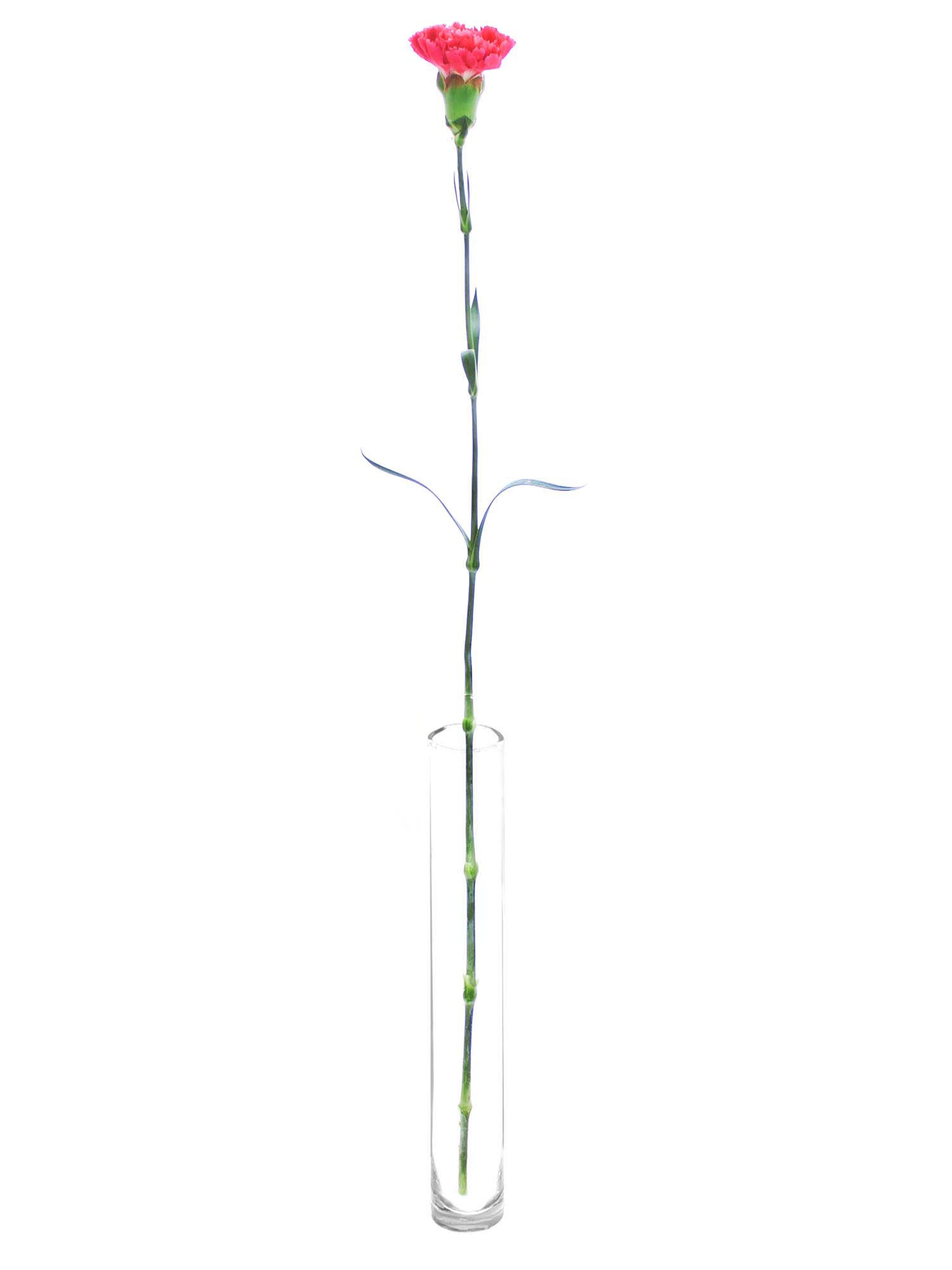 blumigo-nelken-edelnelke-bizet-schnittblume-korall-rot image 4