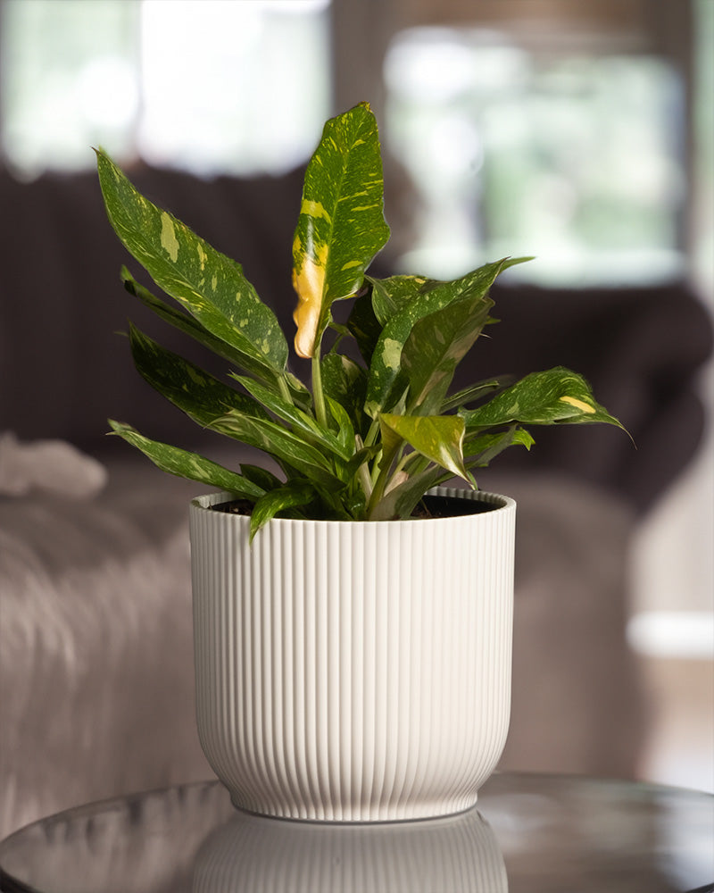feey-variado-philodendron-ring-of-fire-20-30-cm-rarit-t image 7