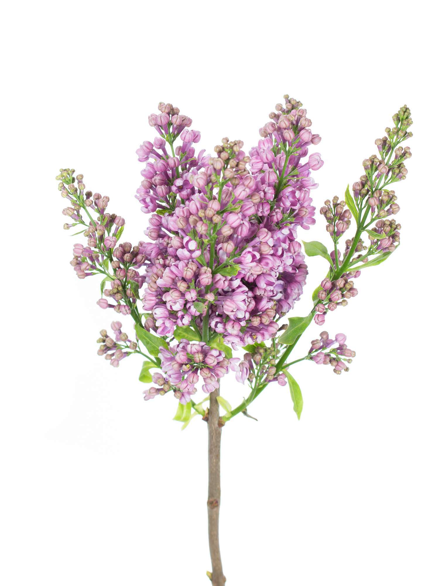 blumigo-zweige-flieder-horstenstein-schnittblume-violett image 3