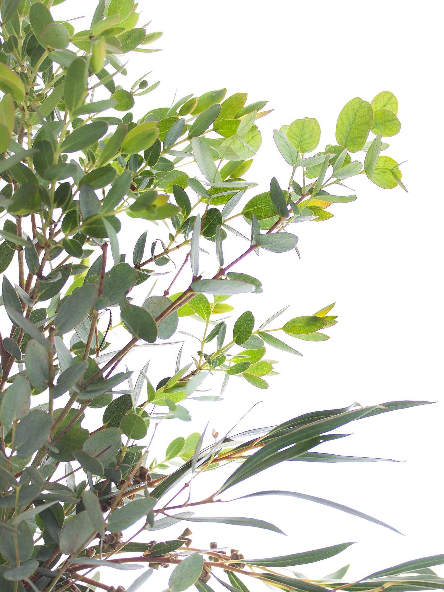 blumigo-eukalyptus-gemischt-schnittgr-n-im-bund image 3