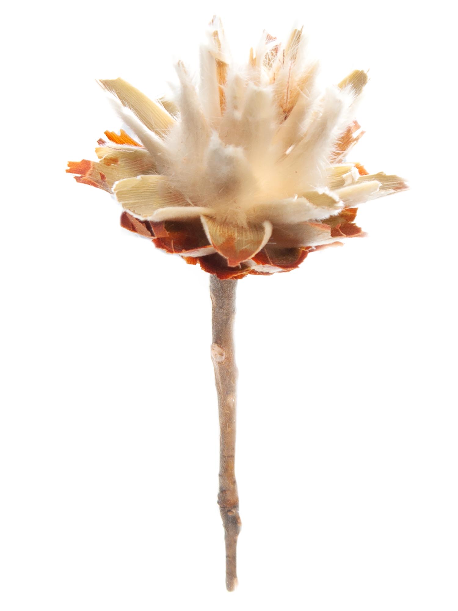 blumigo-trockenblumen-leucospermum-plumosum-creme image 4