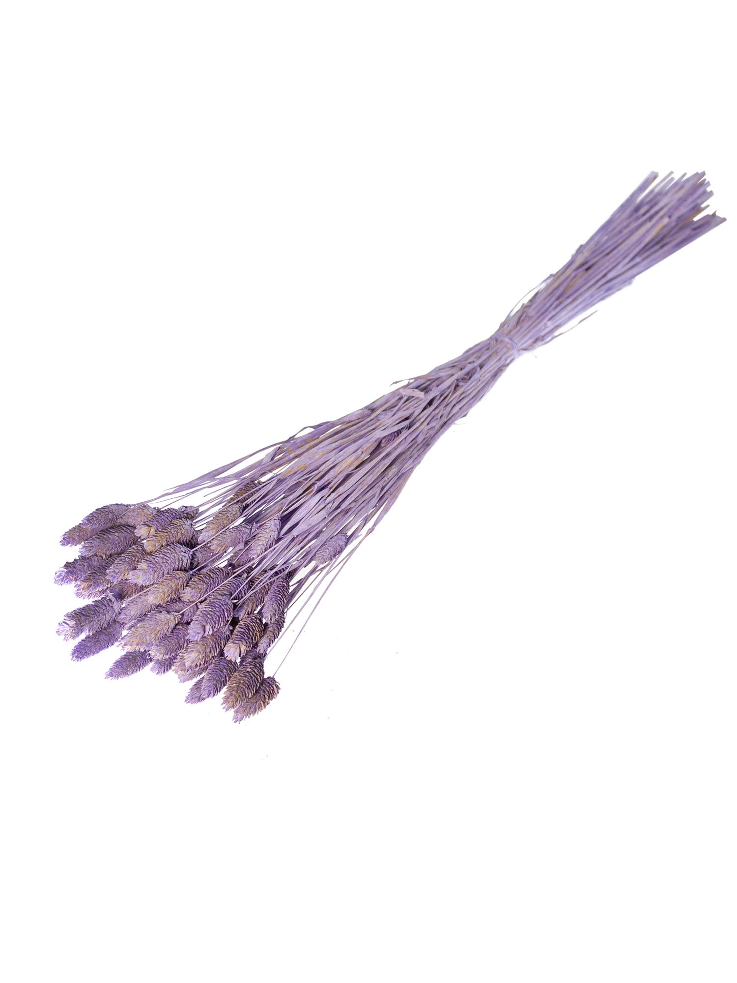 blumigo-phalaris-glanzgr-ser-getrocknet-lila-trockenblumen image 2