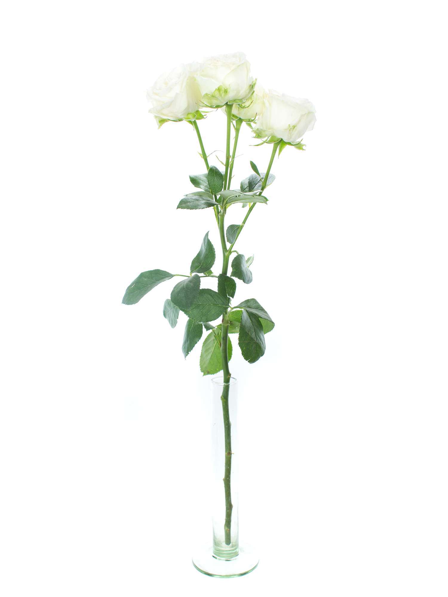 blumigo-rosen-miss-bombastic-rose-wei-verzweigt-sprayrose image 3