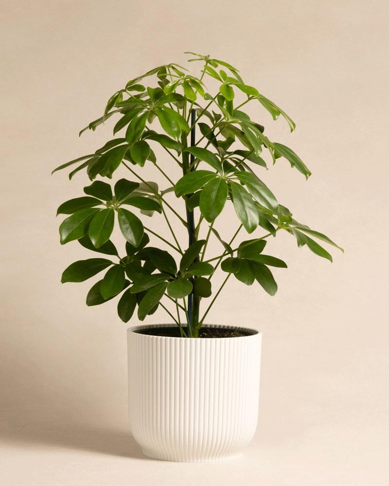 feey-variado-schefflera-zimmerpflanze-ohne-bertopf-pflegeleicht image 7
