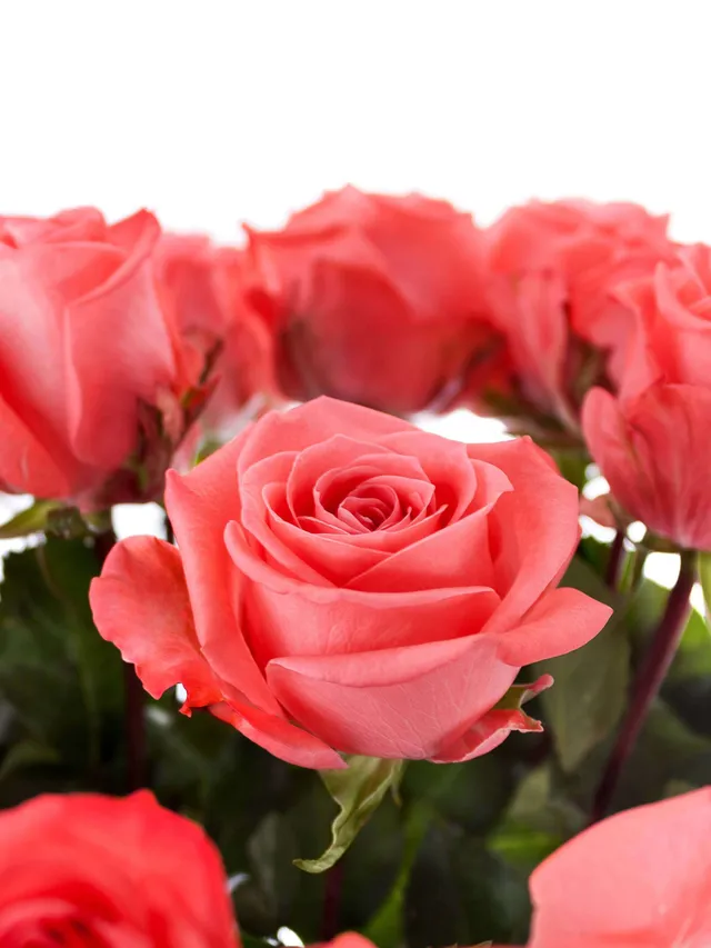 blumigo-rosen-sankara-rose-korall image 1