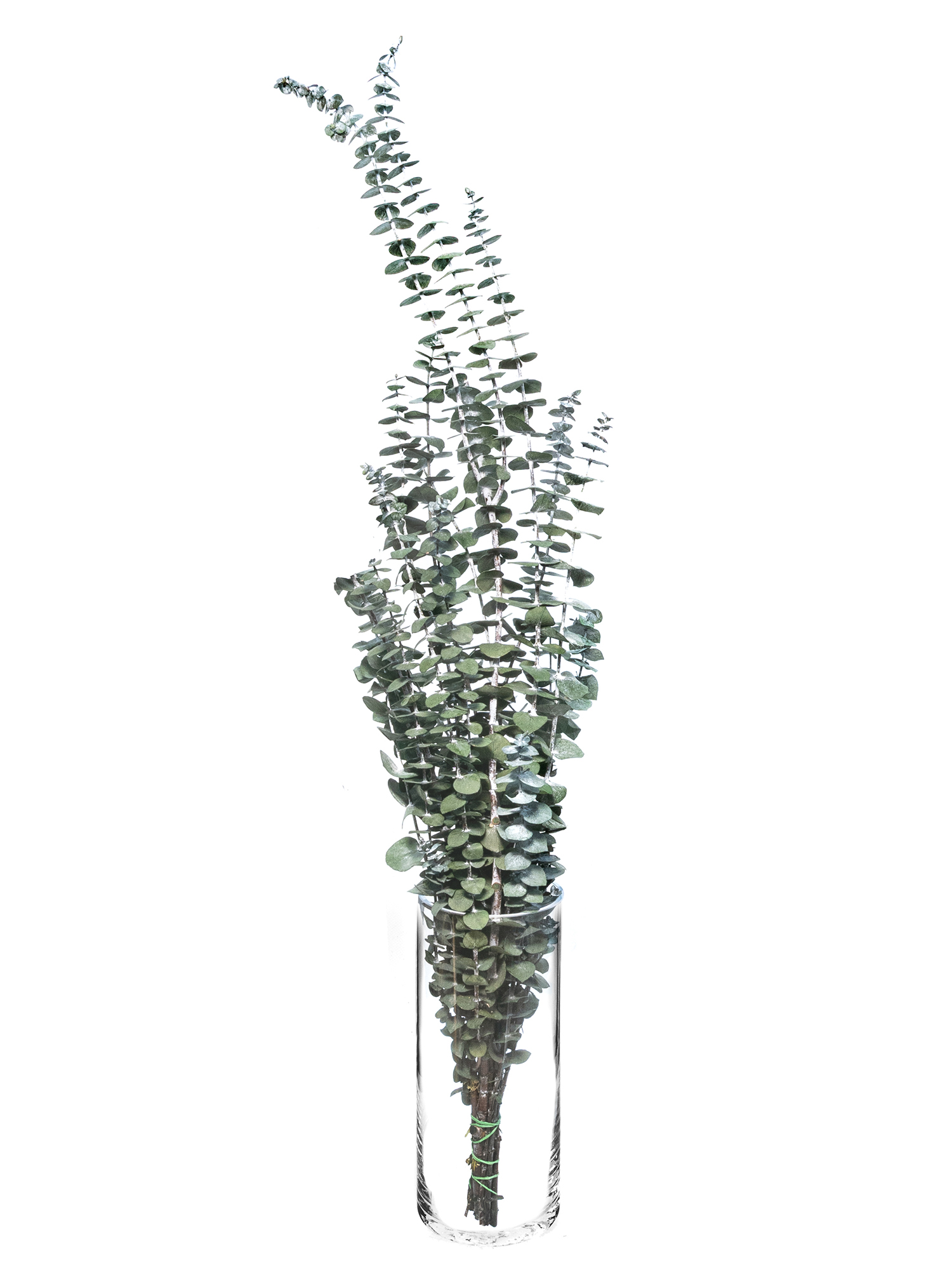 blumigo-trockenblumen-eukalyptus-baby-blue-trockenstrau-gr-n image 2