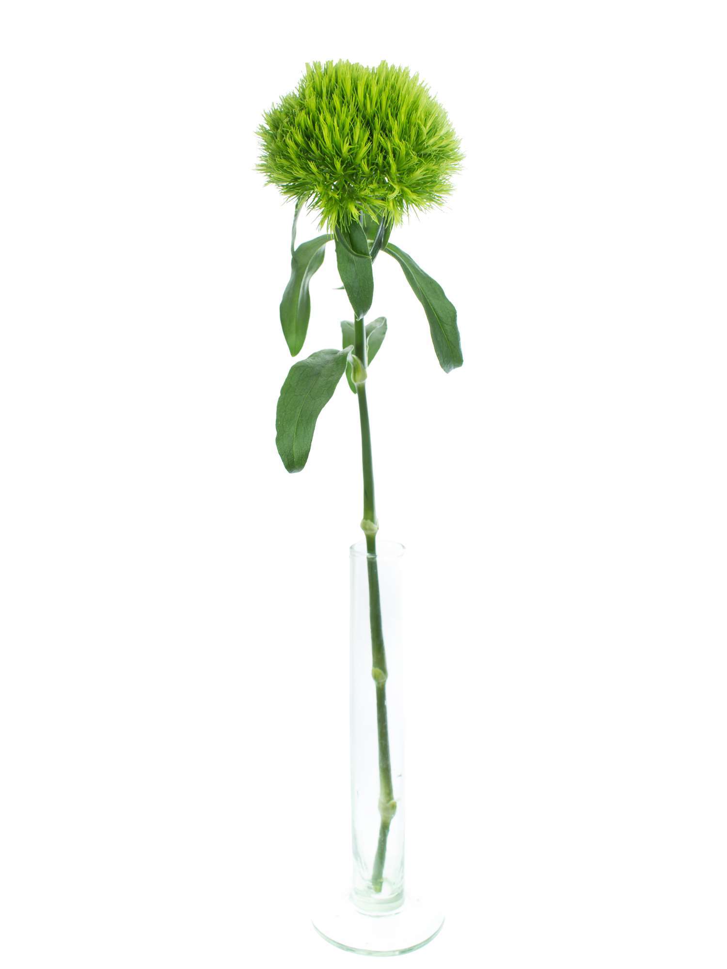 blumigo-nelken-bartnelken-green-trick-schnittblume-gr-n image 3