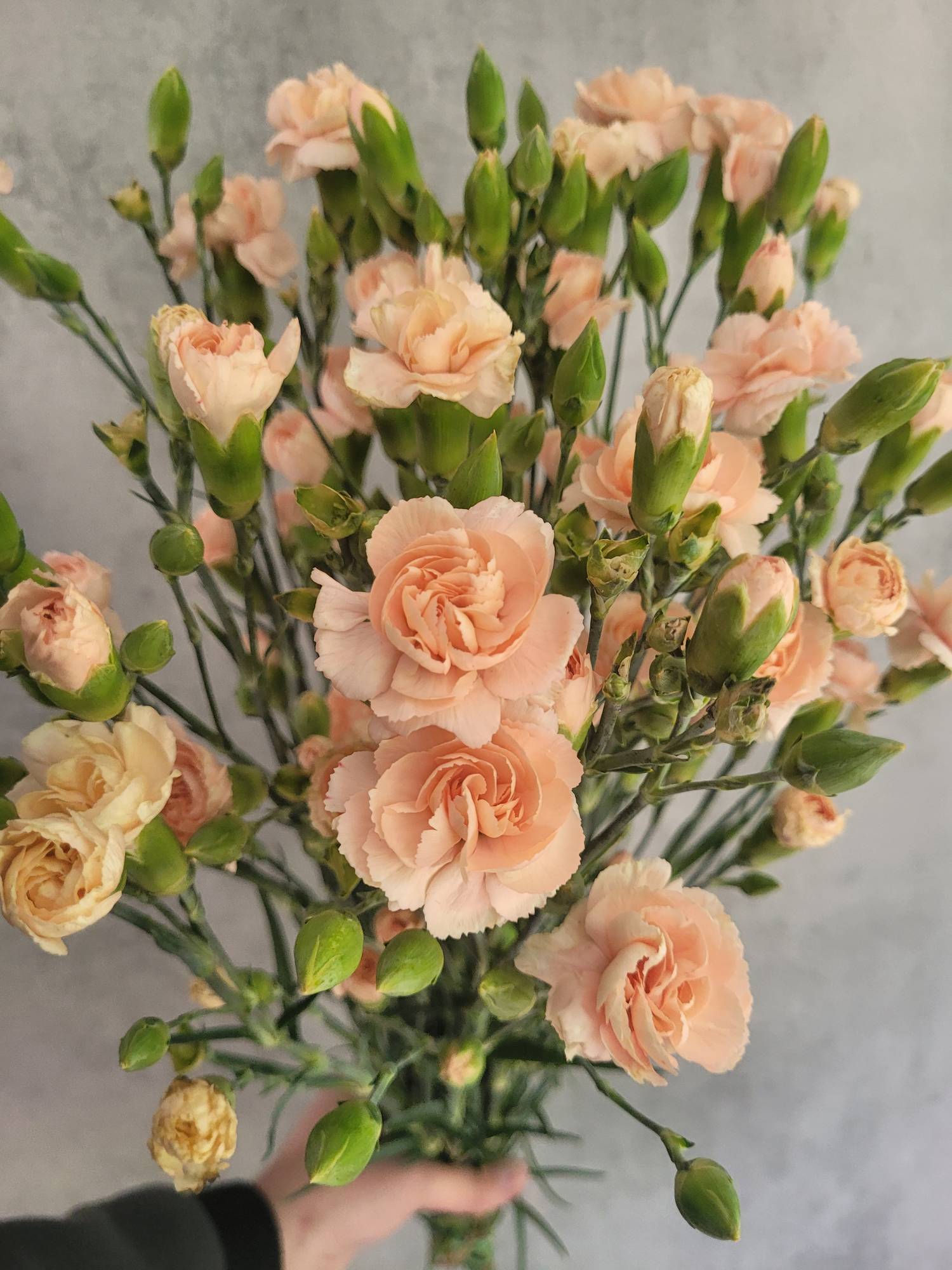 blumigo-nelken-amelie-orange-schnittblume-apricot-verzweigt image 4
