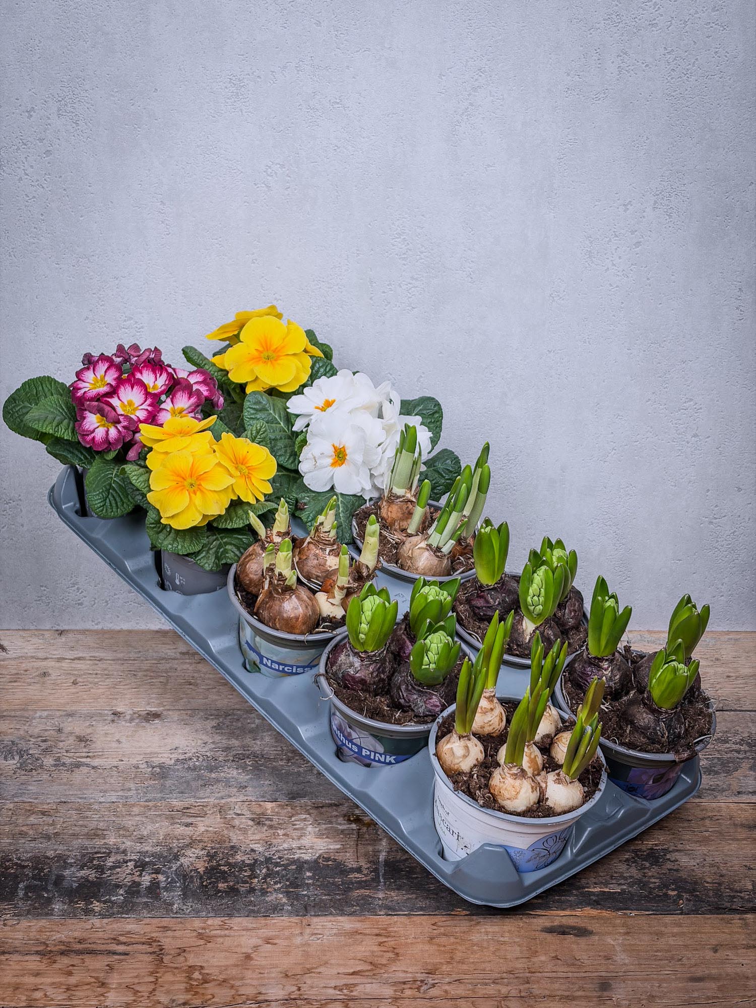 blumigo-blattwerk-bindegr-n-10-fr-hlingsblumen-topf-bunt-gemischt image 1