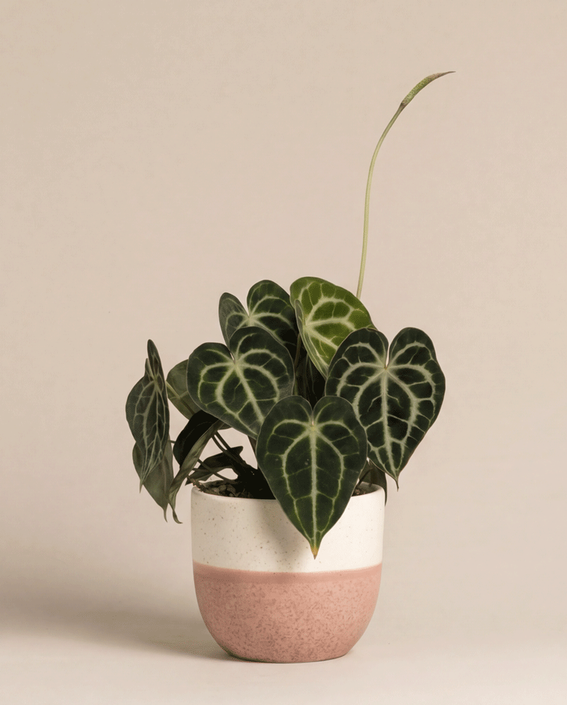 feey-variado-anthurium-clarinervium-zimmerpflanze-ohne-bertopf image 6