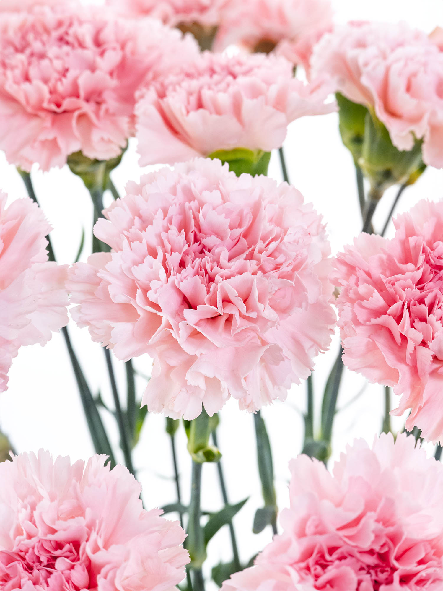 blumigo-nelken-jodie-edelnelke-rosa image 1