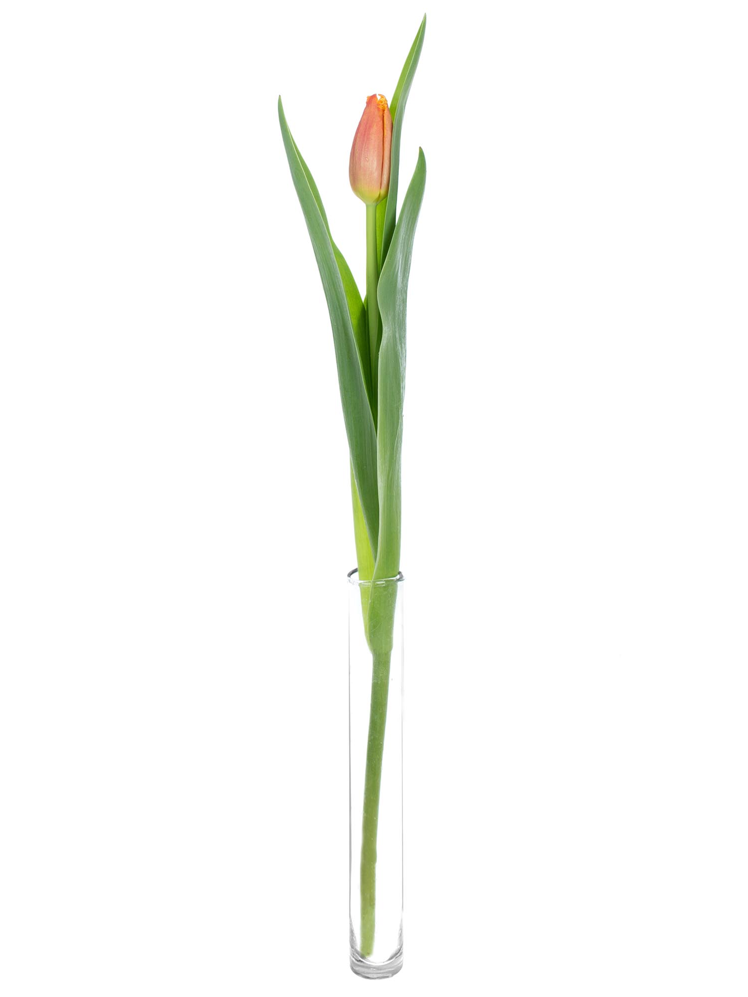blumigo-tulpen-fabio-gefranste-tulpe-rot-gelb image 3