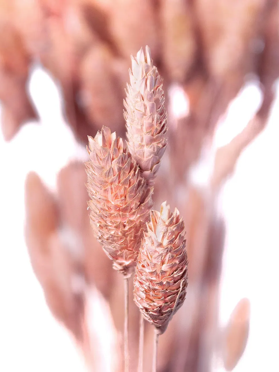 blumigo-trockenblumen-phalaris-glanzgr-ser-rosa image 1