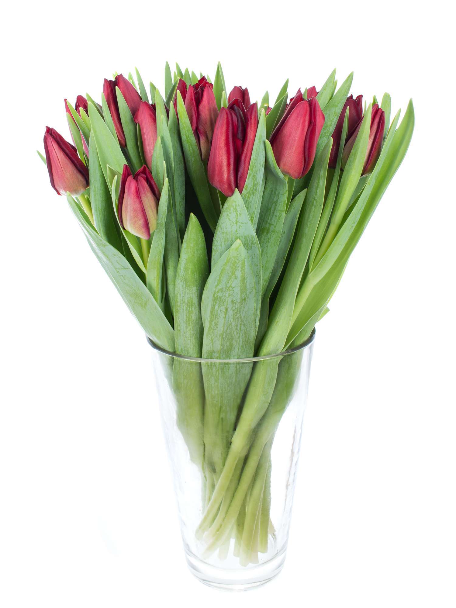 blumigo-tulpen-mascara-dunkelrote-schnittblume image 2