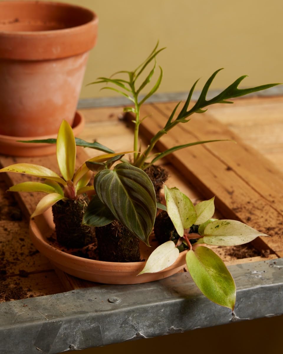plnts-babyplnts-philodendron-prince-of-orange-zimmerpflanze image 5