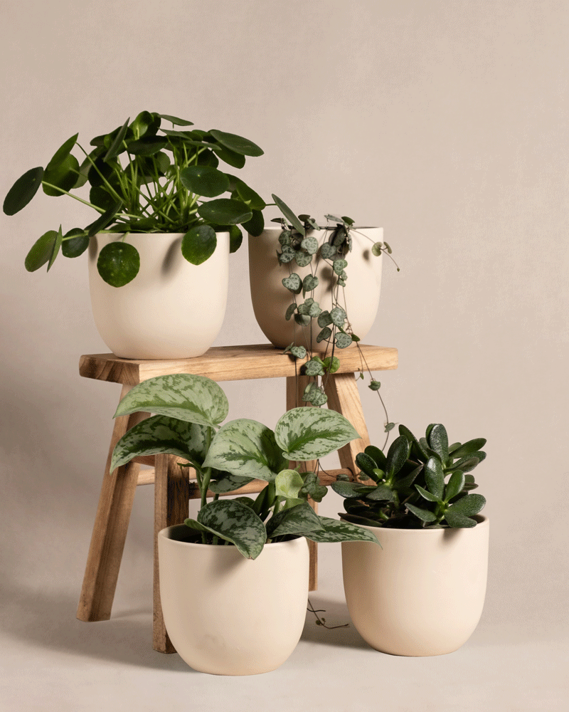 feey-variado-pflanzen-set-regal-4er-ohne-bertopf-halbschattig image 5