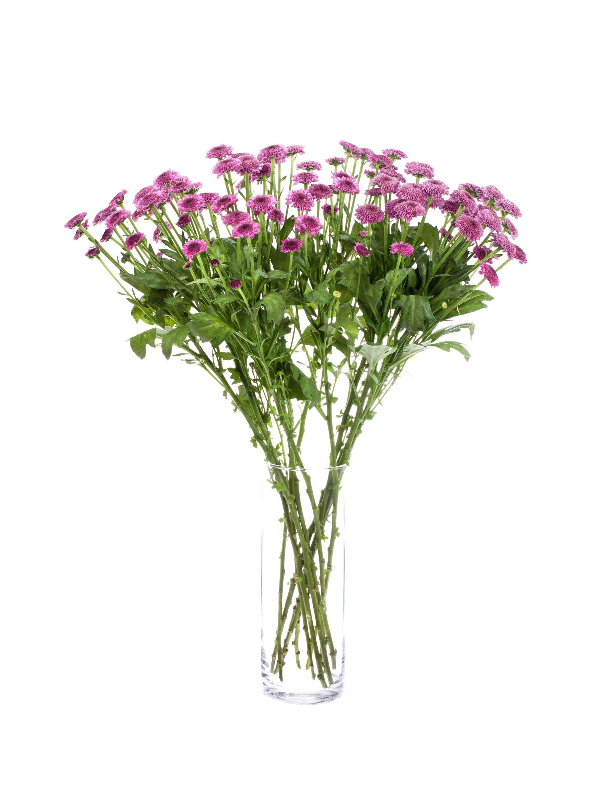 blumigo-chrysanthemen-santinis-bodilly-violett-pink-schnittblumen image 2