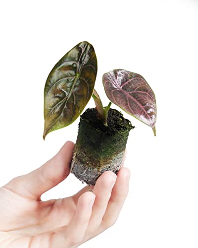 plnts-babyplnts-alocasia-azlanii-zimmerpflanze-10-cm-babypflanze image 7