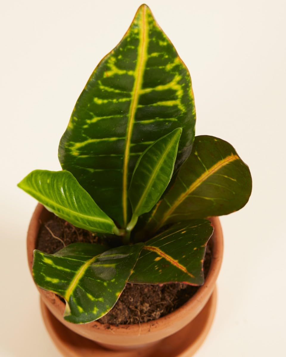 plnts-babyplnts-codiaeum-petra-wunderstrauch-zimmerpflanze-6cm-topf image 4