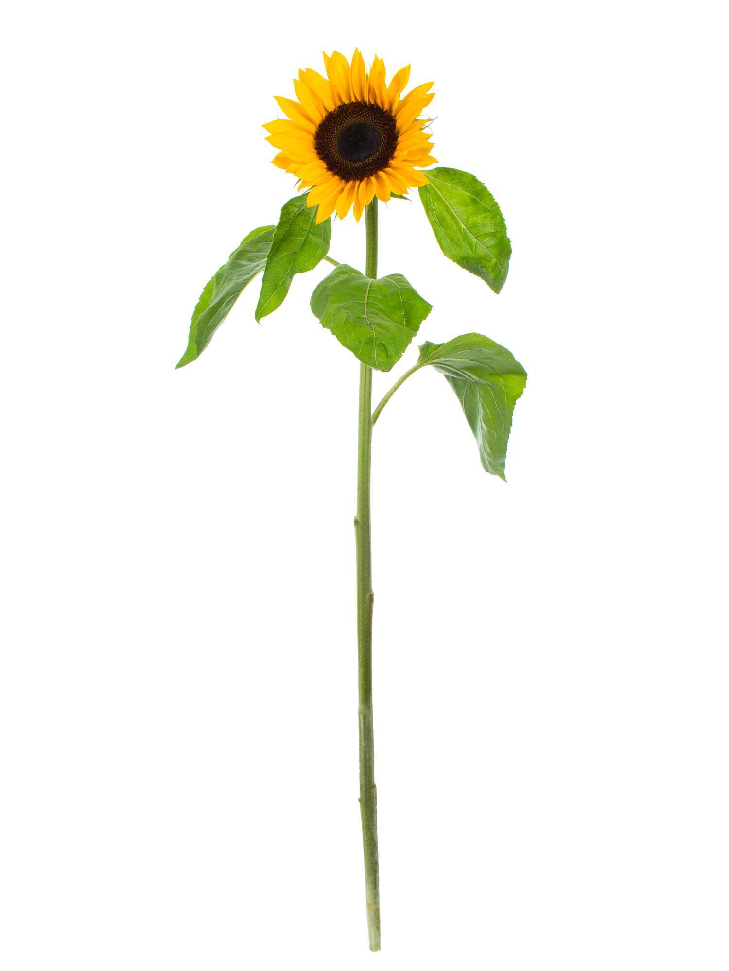 blumigo-sonnenblumen-sunrich-orange-schnittblume-orange image 3