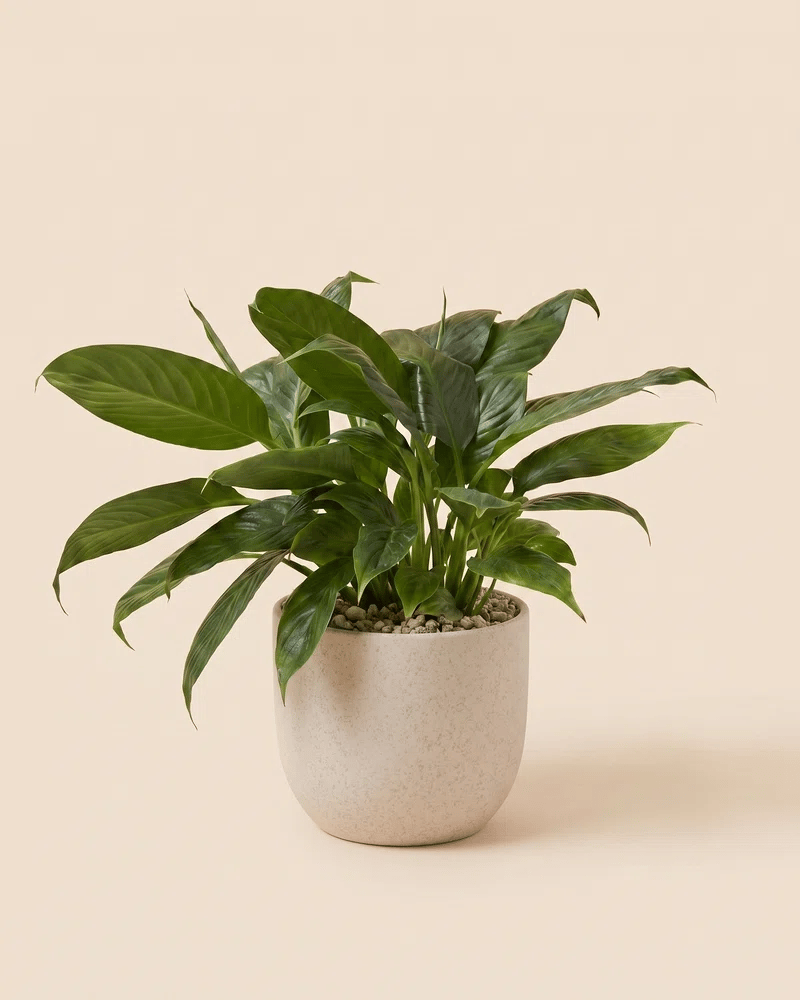 feey-einblatt-spathiphyllum-friedenslilie-ohne-bertopf image 6