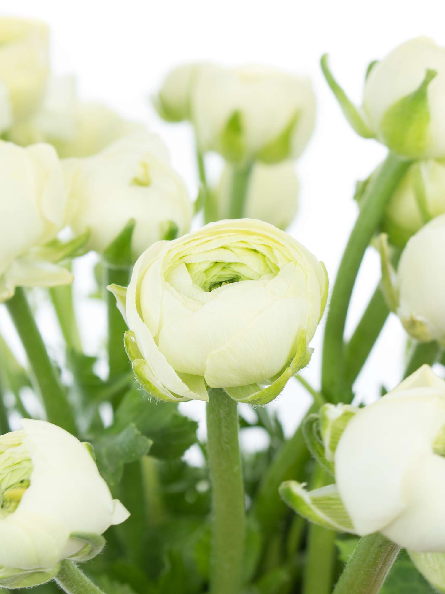 blumigo-ranunkeln-elegance-creme-schnittblume-creme-wei image 1