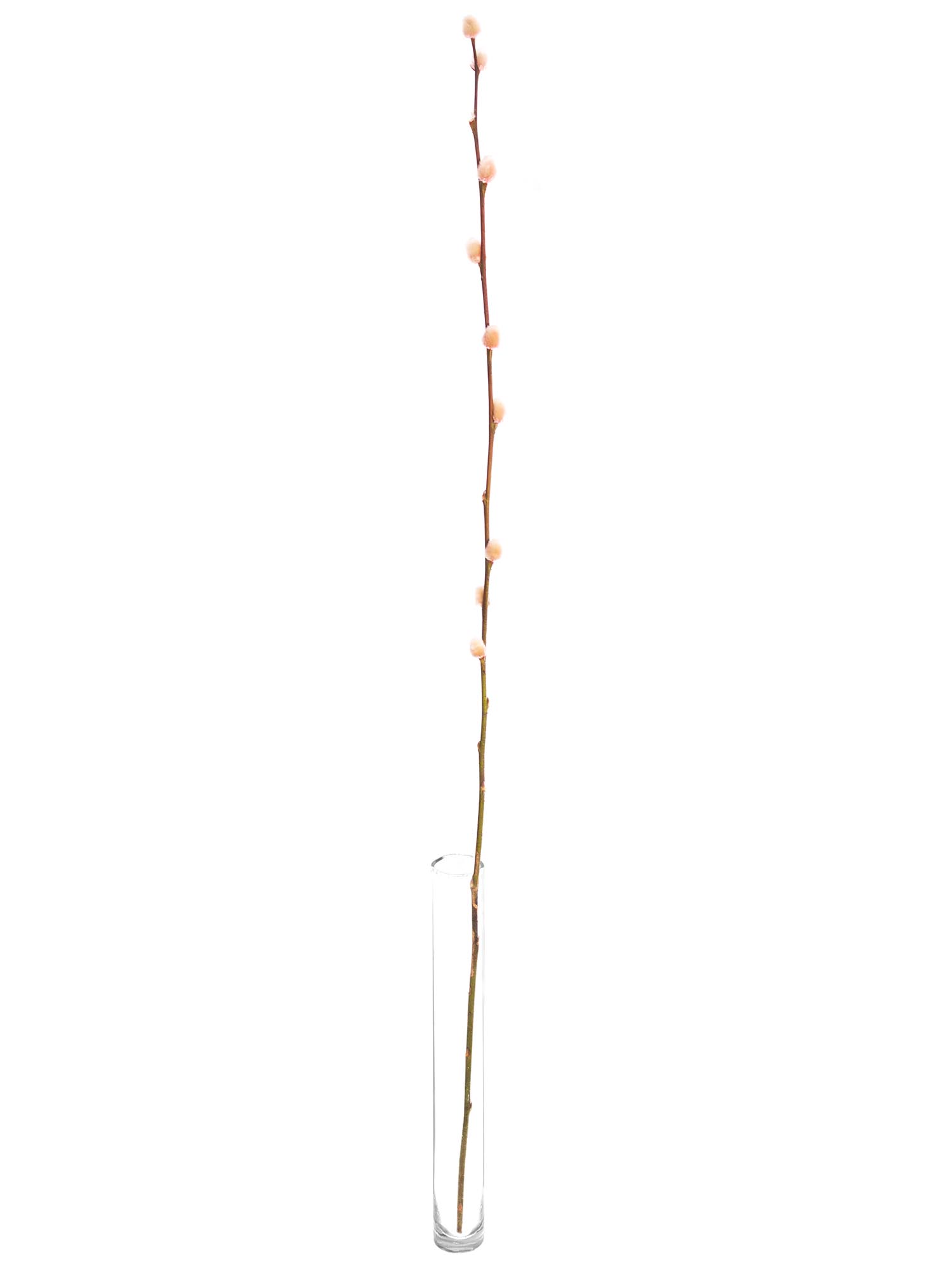 blumigo-weidenk-tzchen-zweige-bunt-eingef-rbt-deko image 6