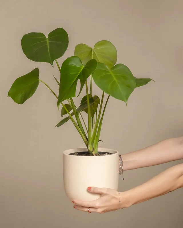 feey-variado-monstera-deliciosa-fensterblatt-ohne-bertopf image 1