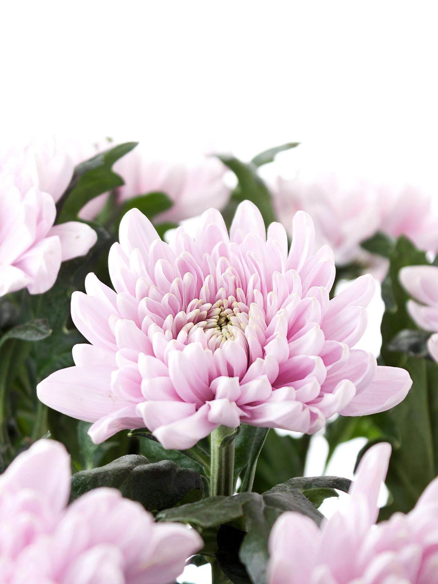 blumigo-chrysanthemen-rossano-schnittblumen-hellrosa image 1