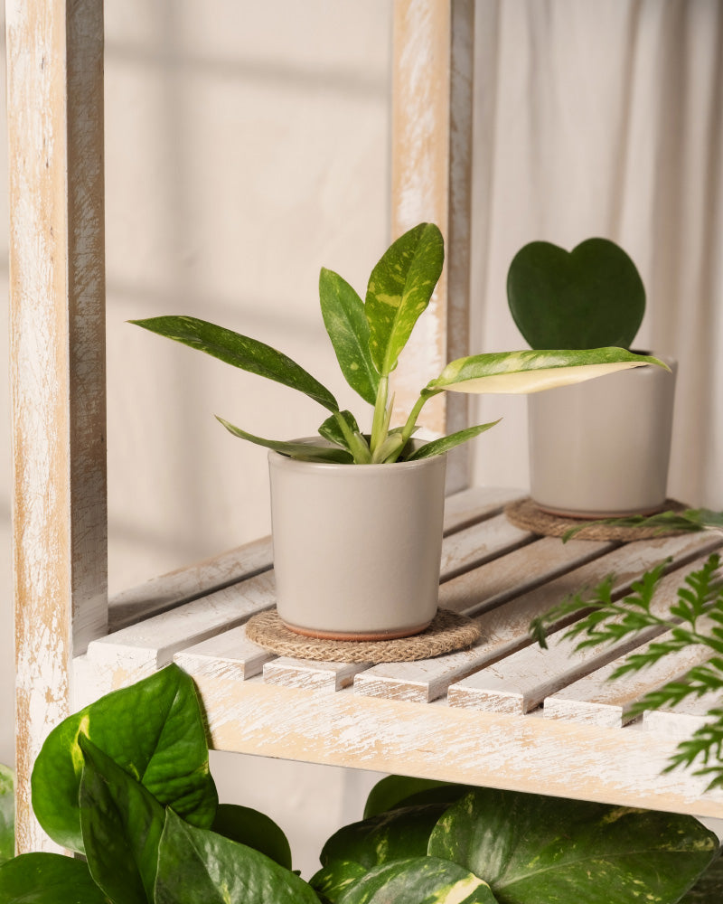 feey-ring-of-fire-philodendron-babypflanze-ohne-bertopf-rarit-t image 4