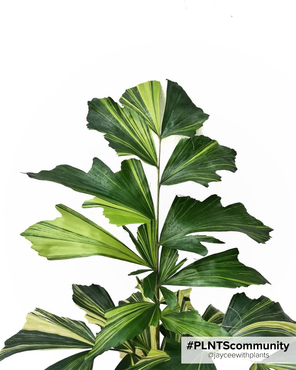 plnts-rareplnts-caryota-mitis-palme-85cm-21cm-topf-fischschwanz image 4