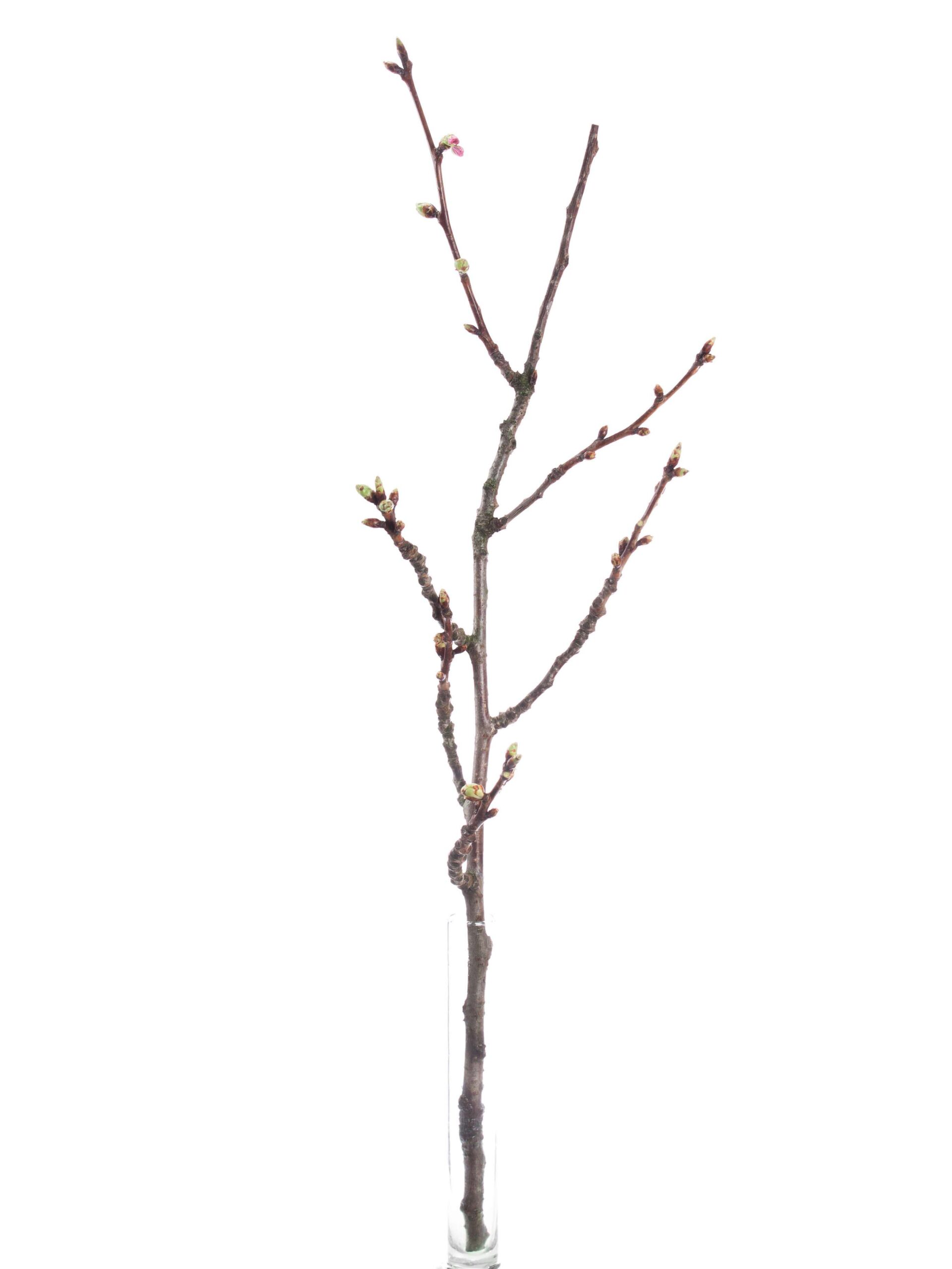 blumigo-prunus-serrulata-bl-tenkirsche-zweige-rosa image 3