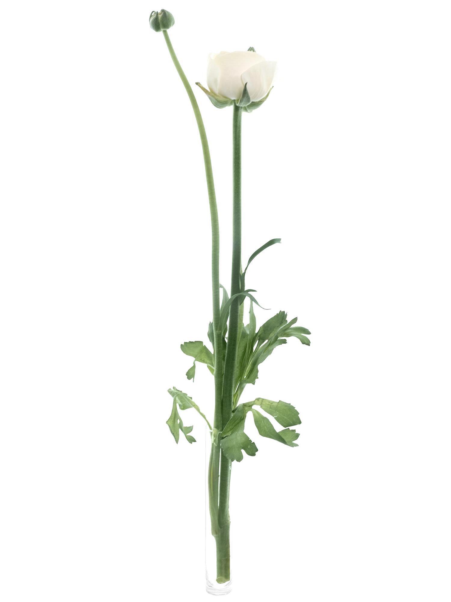 blumigo-ranunkeln-xl-cloni-commedia-schnittblume-creme image 3