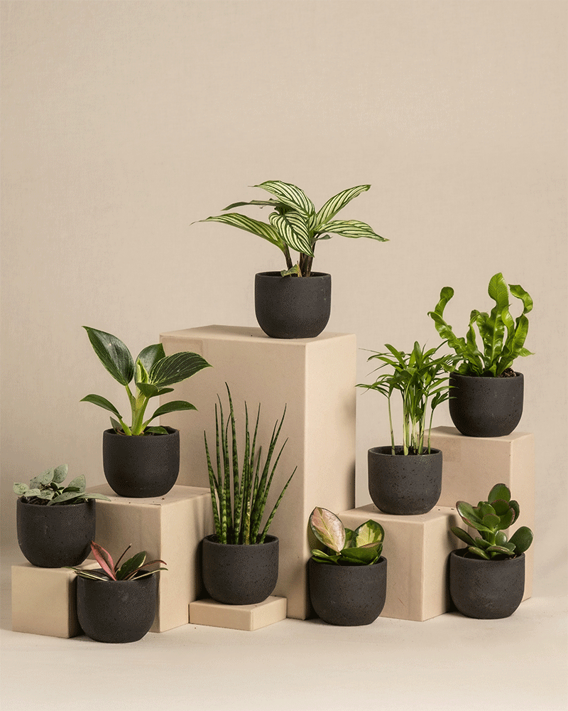 feey-variado-babypflanzen-berraschungs-set-9-st-ck-pflegeleicht image 6