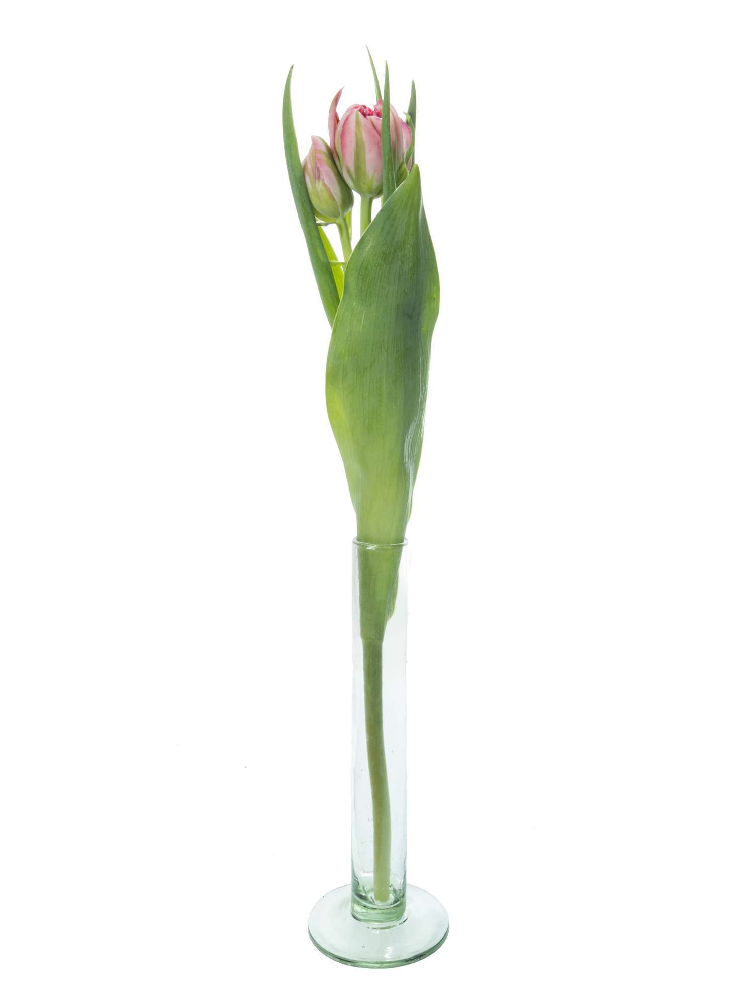 blumigo-tulpen-flash-point-schnittblumen-gef-llt-pink image 4