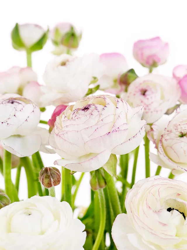 blumigo-ranunkeln-andrea-cappuccino-schnittblume-rosa-wei image 1