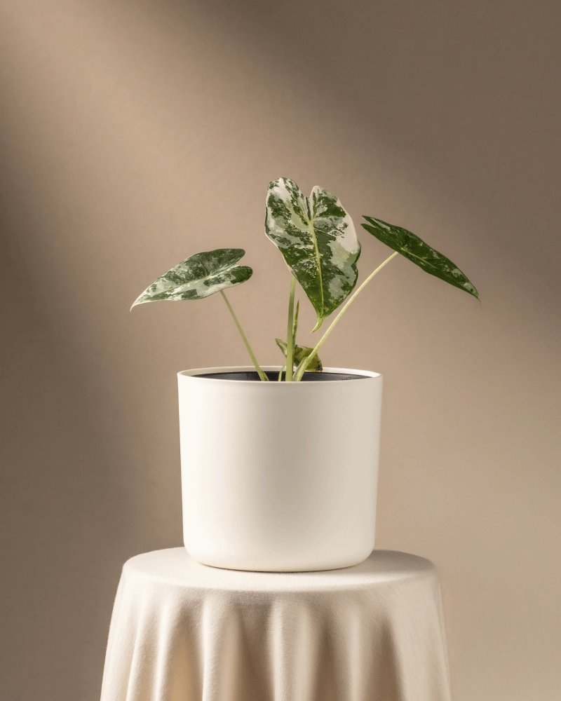 feey-variado-alocasia-frydek-variegata-zimmerpflanze-rarit-t image 7