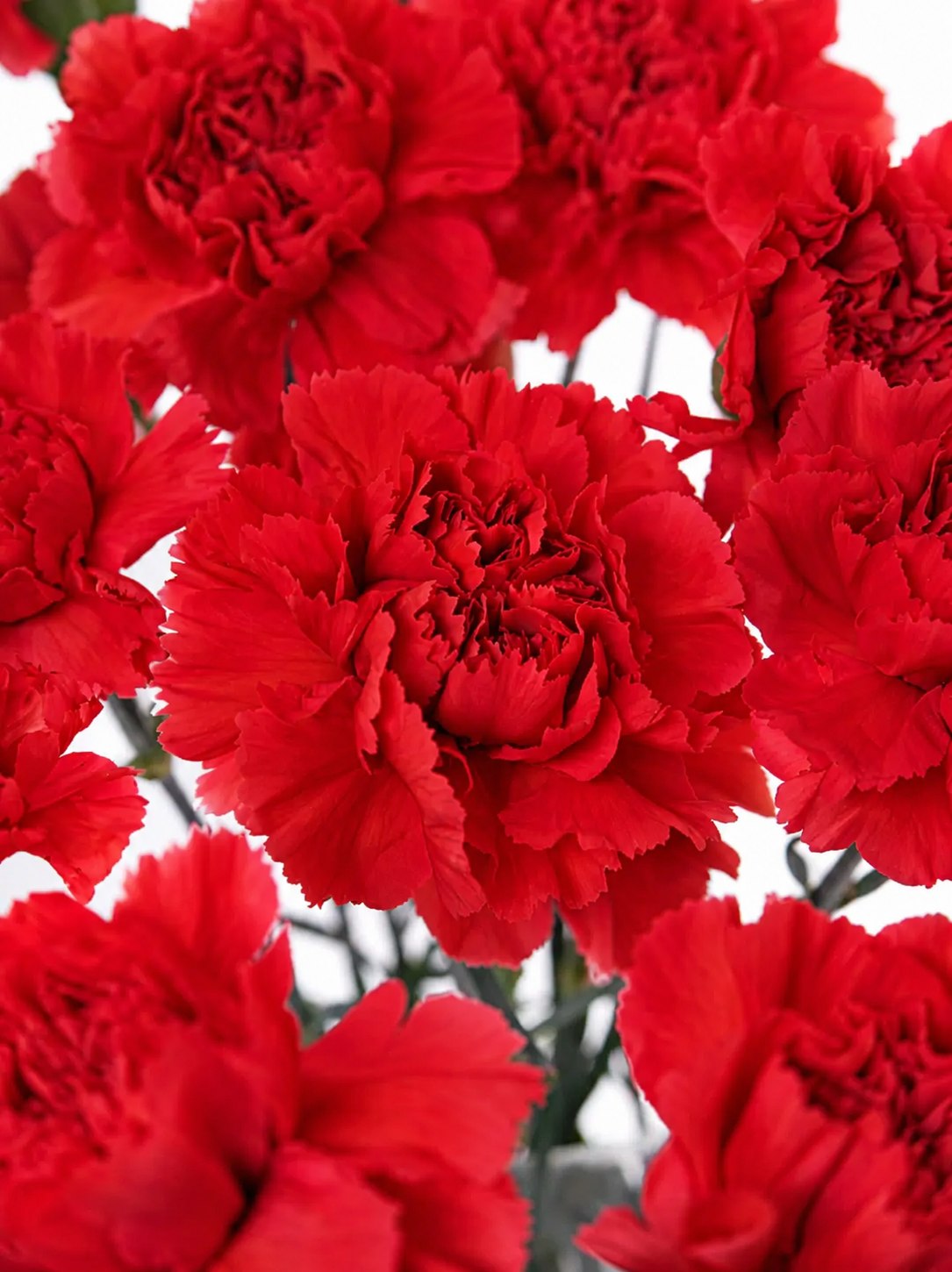 blumigo-edelnelken-tingua-schnittnelke-rot-einzelstiel image 1