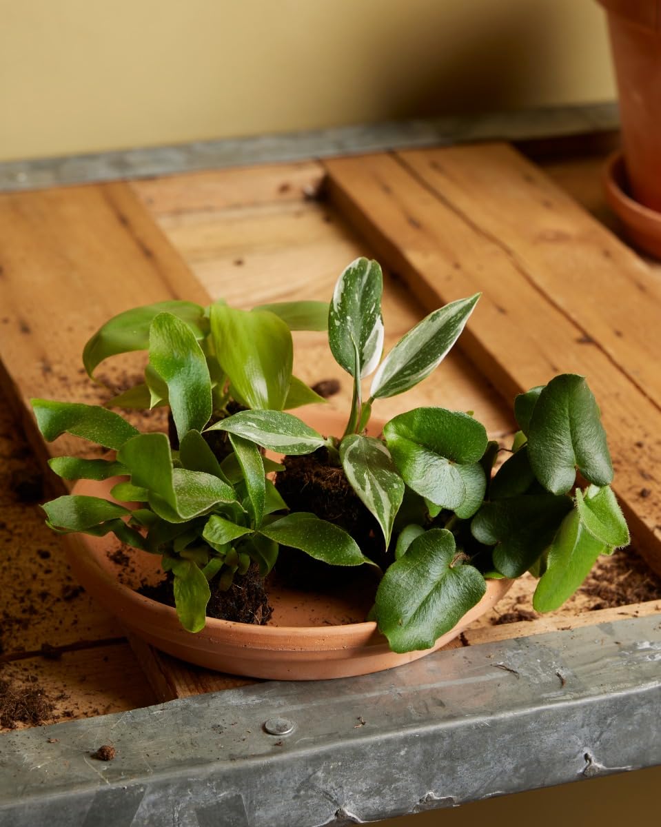 plnts-babyplnts-philodendron-white-princess-zimmerpflanze-8cm image 5