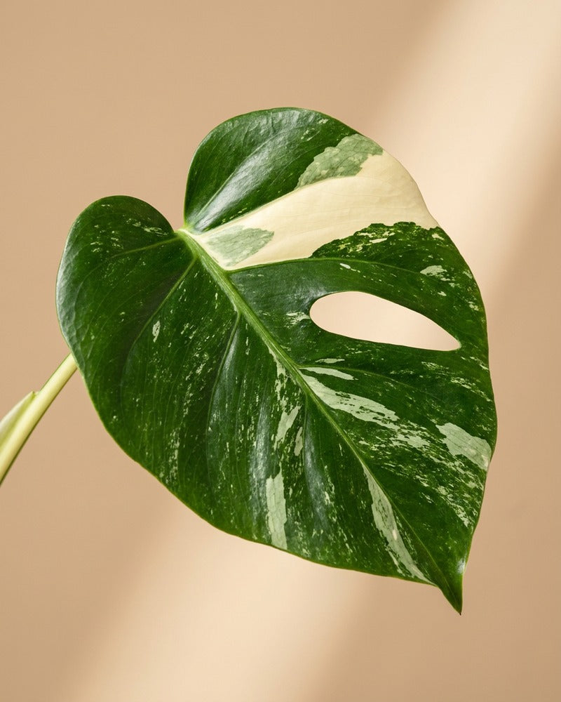 feey-variado-monstera-thai-constellation-gro-topf-22 image 8