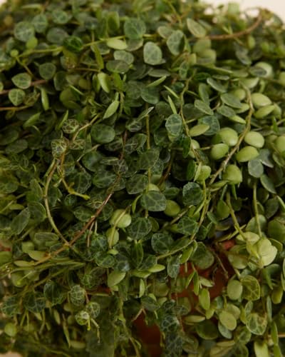 plnts-rareplnts-peperomia-prostrata-12-cm-topf-20-cm-hoch image 8