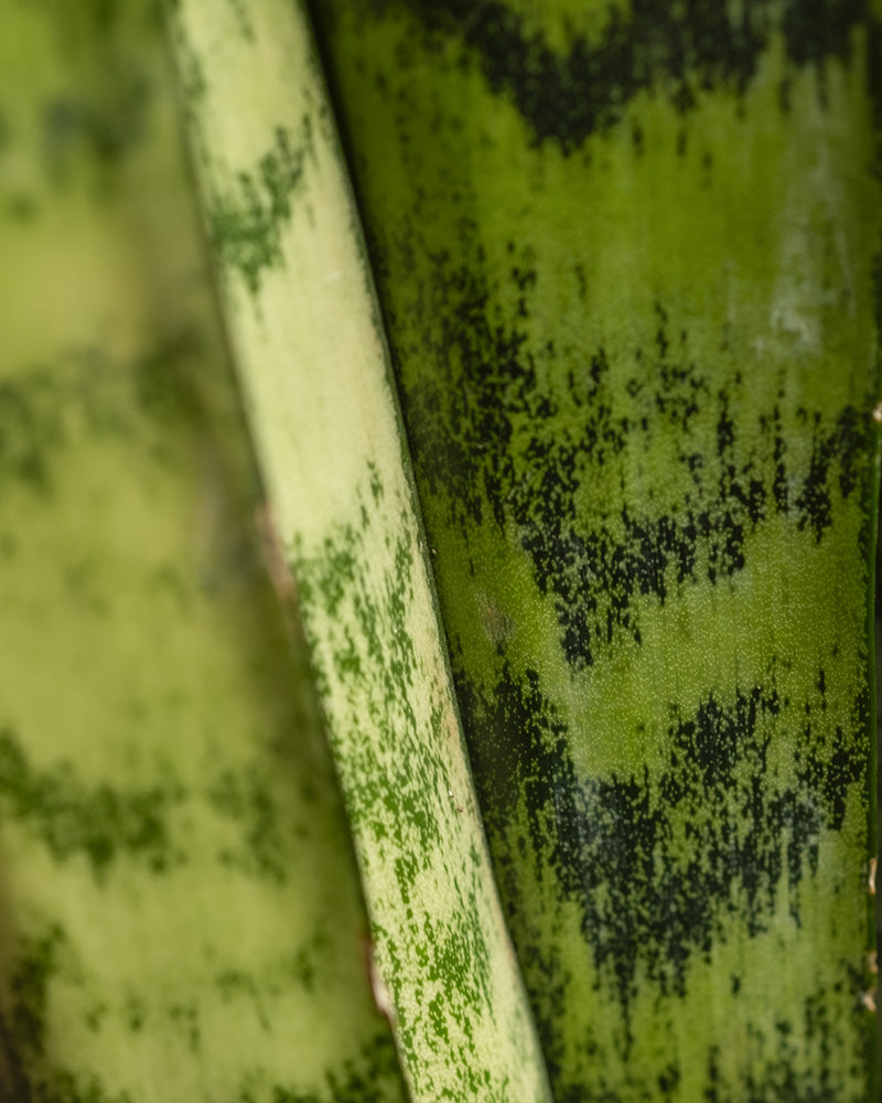 feey-variado-sansevieria-zeylanica-zimmerpflanze-gro-gr-n image 6