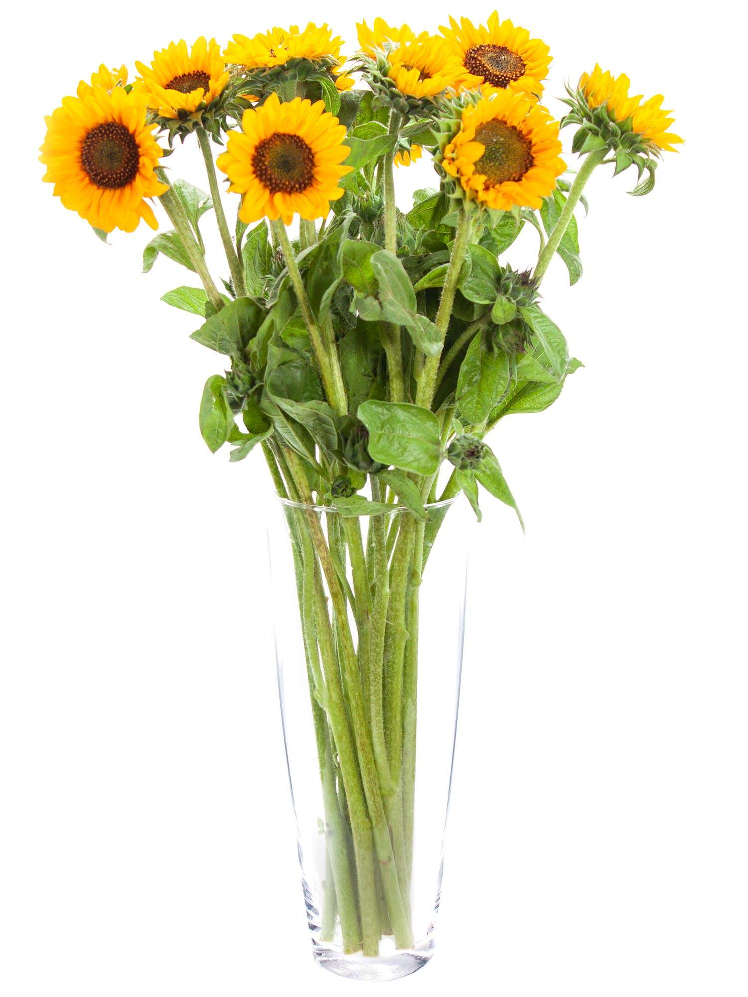blumigo-sonnenblumen-sonja-gelb-orange-schnittblume-sommer image 2
